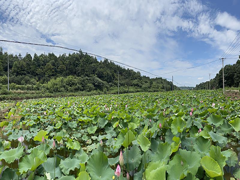 永利电子(China)官方网站莲子基地